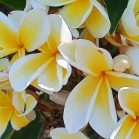 Bloom cluster, celadine plumeria