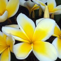 Open celadine bloom, 5 petal plumeria
