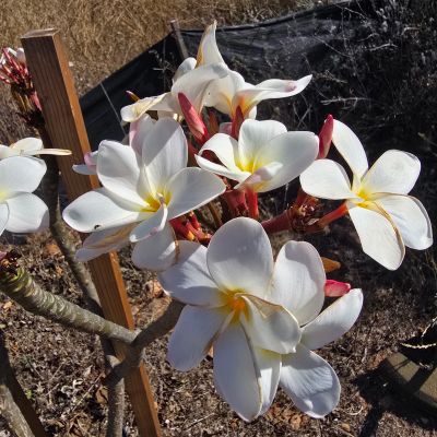 Samoan fluff blooming in Escondido
