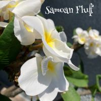 Samoan Fluff