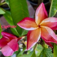 Captivate