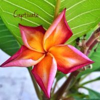 Captivate