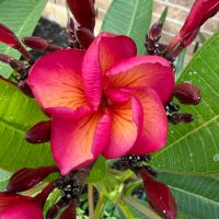 Opening bloom