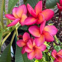 Color variance with temperature
