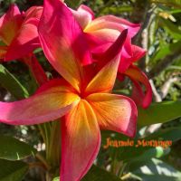 Jeannie Moragne