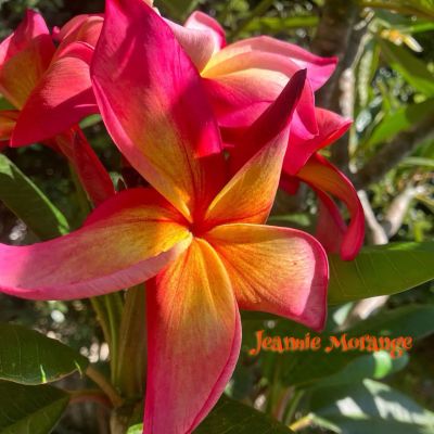 Jeannie Moragne