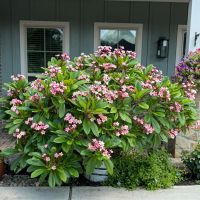 Established tree appearance