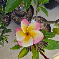 Super Round JJ blooms