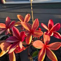 Bloom cluster, george brown plumeria
