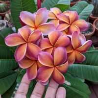 George Brown Plumeria inflo