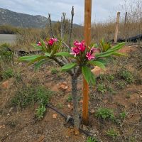 Photo of new cultivar