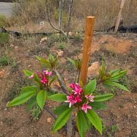 Photo of new cultivar