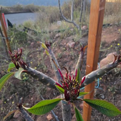 Photo of new cultivar