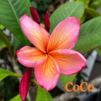 CoCo