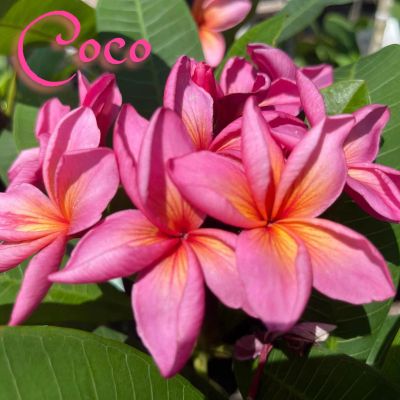 Coco