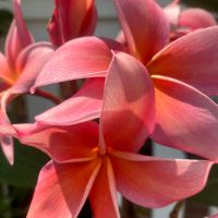 Passion Orange
