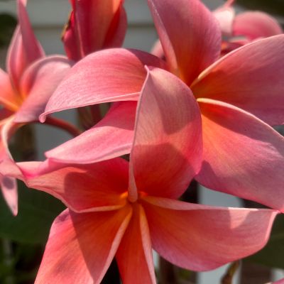 Passion Orange