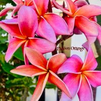 Passion Orange