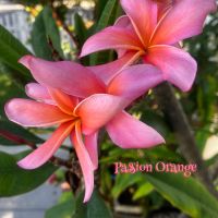 Passion Orange